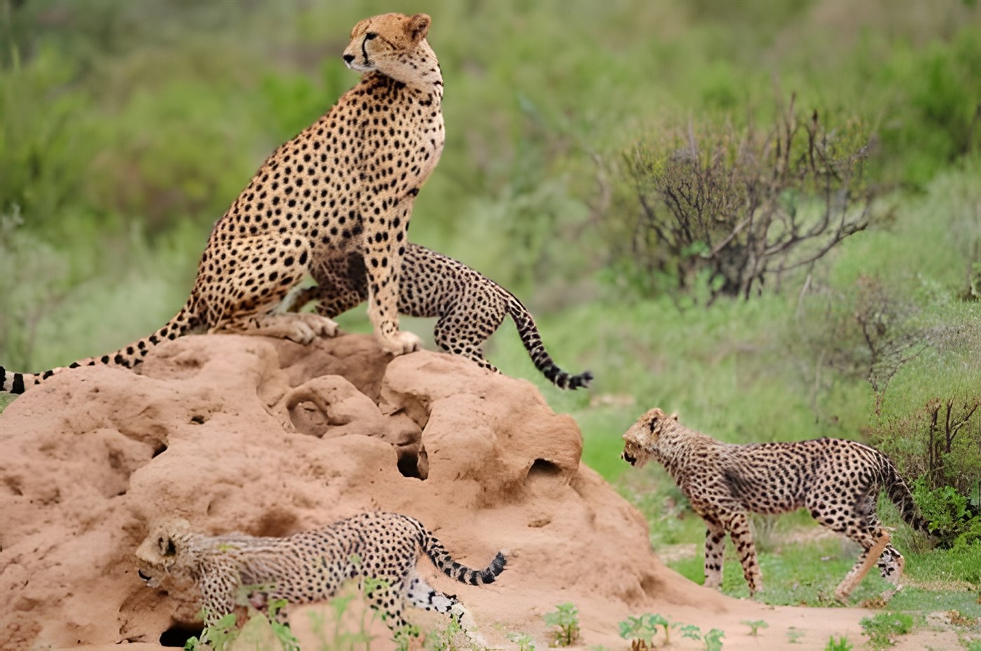 Cheetah and Cheetah Cubs