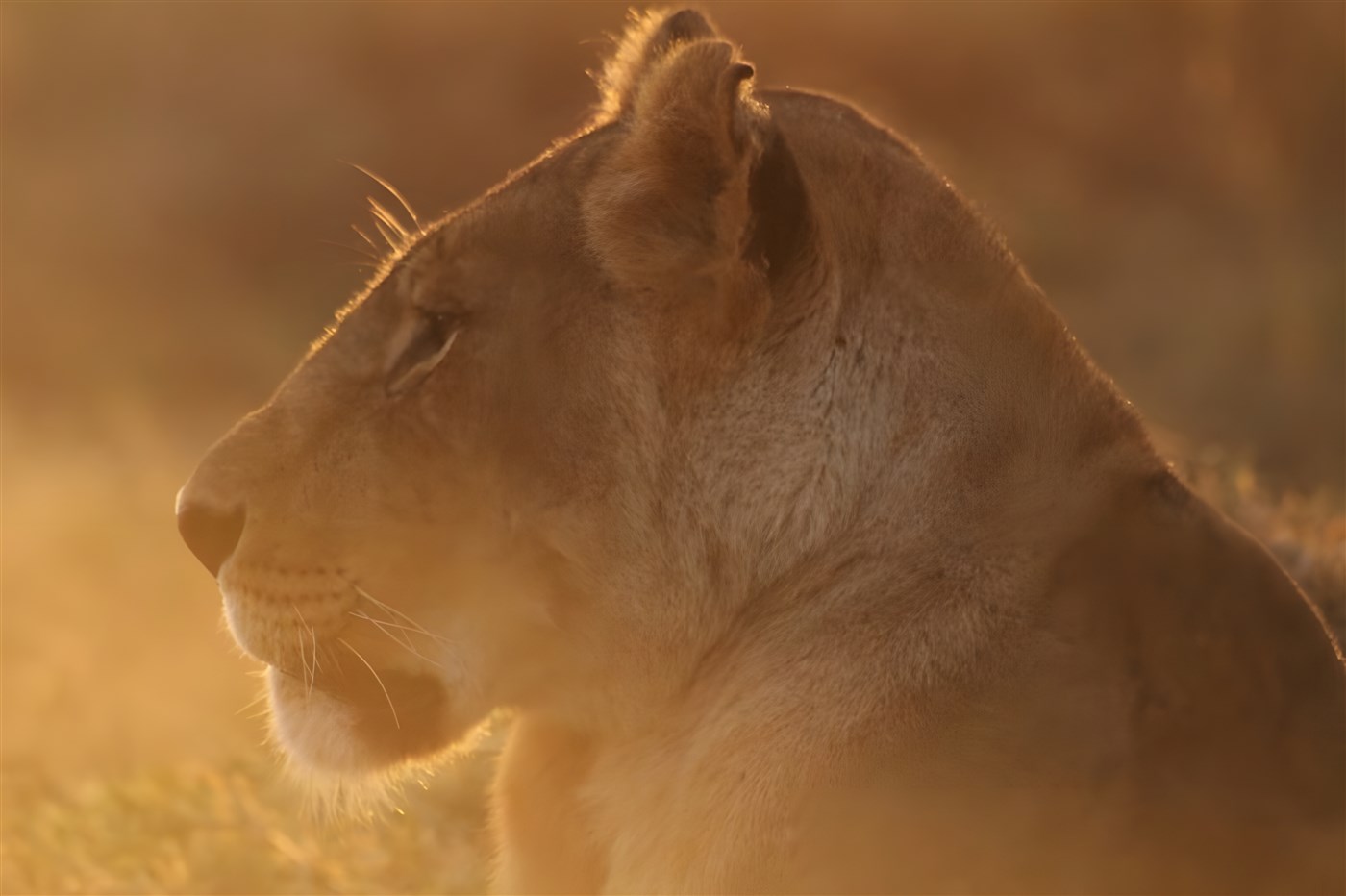 Lion at sunset