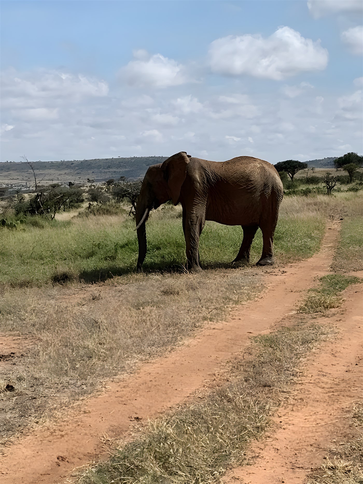 An Elephant in Loisaba Conservancy