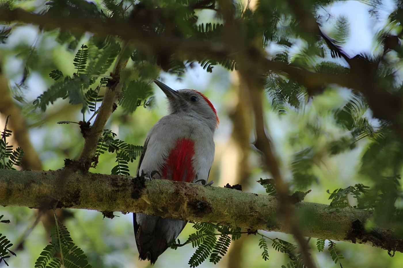 African grey woodpecker in Kenya