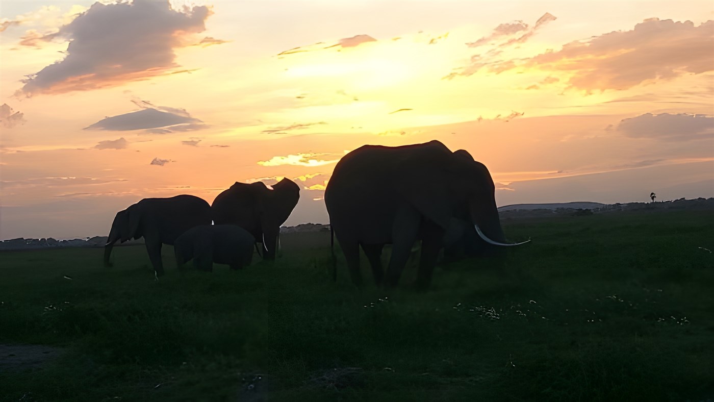 Elephants at sunset in Amboseli, Kenya