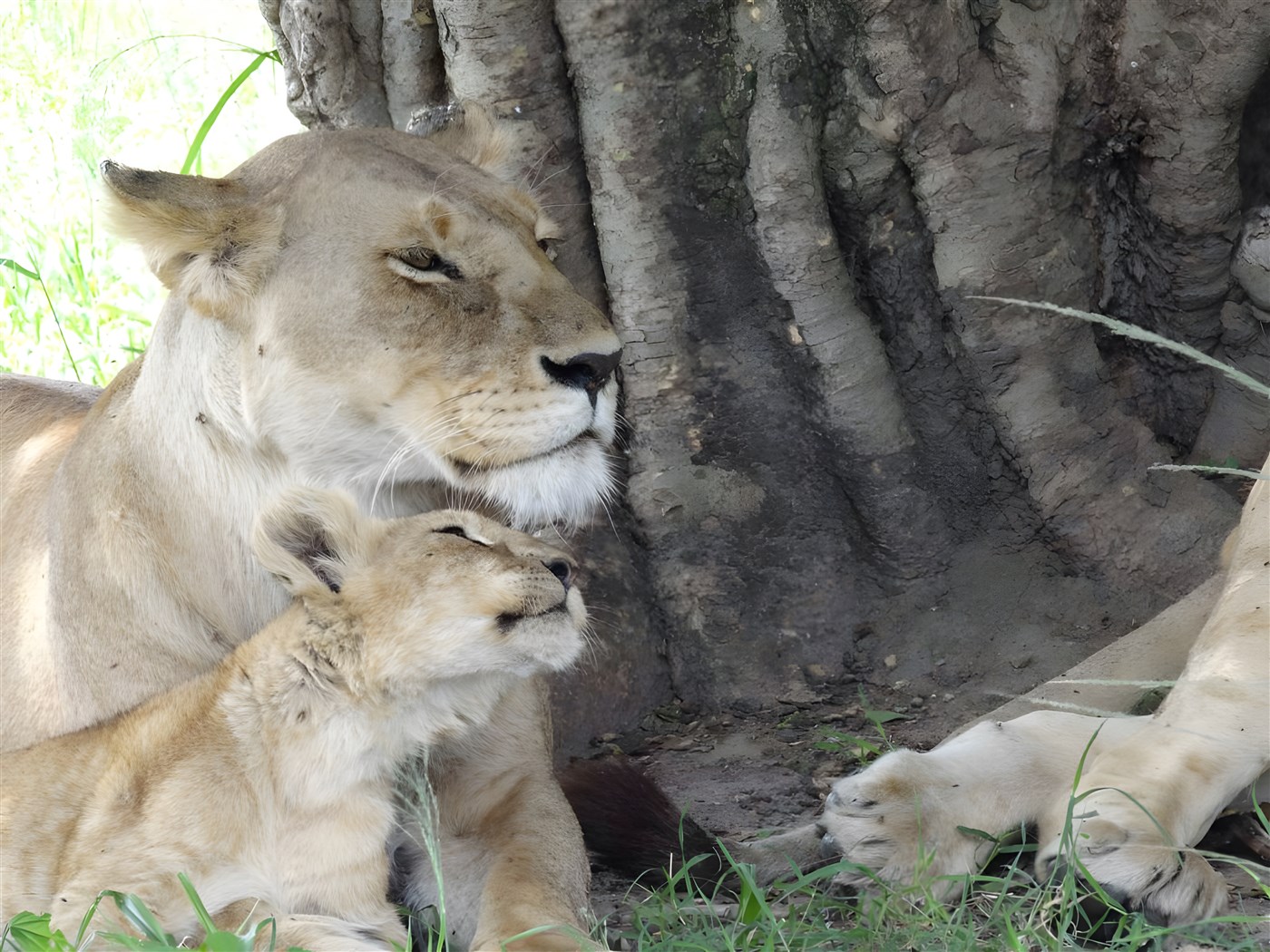 Lioness and cub On safari in Kenya