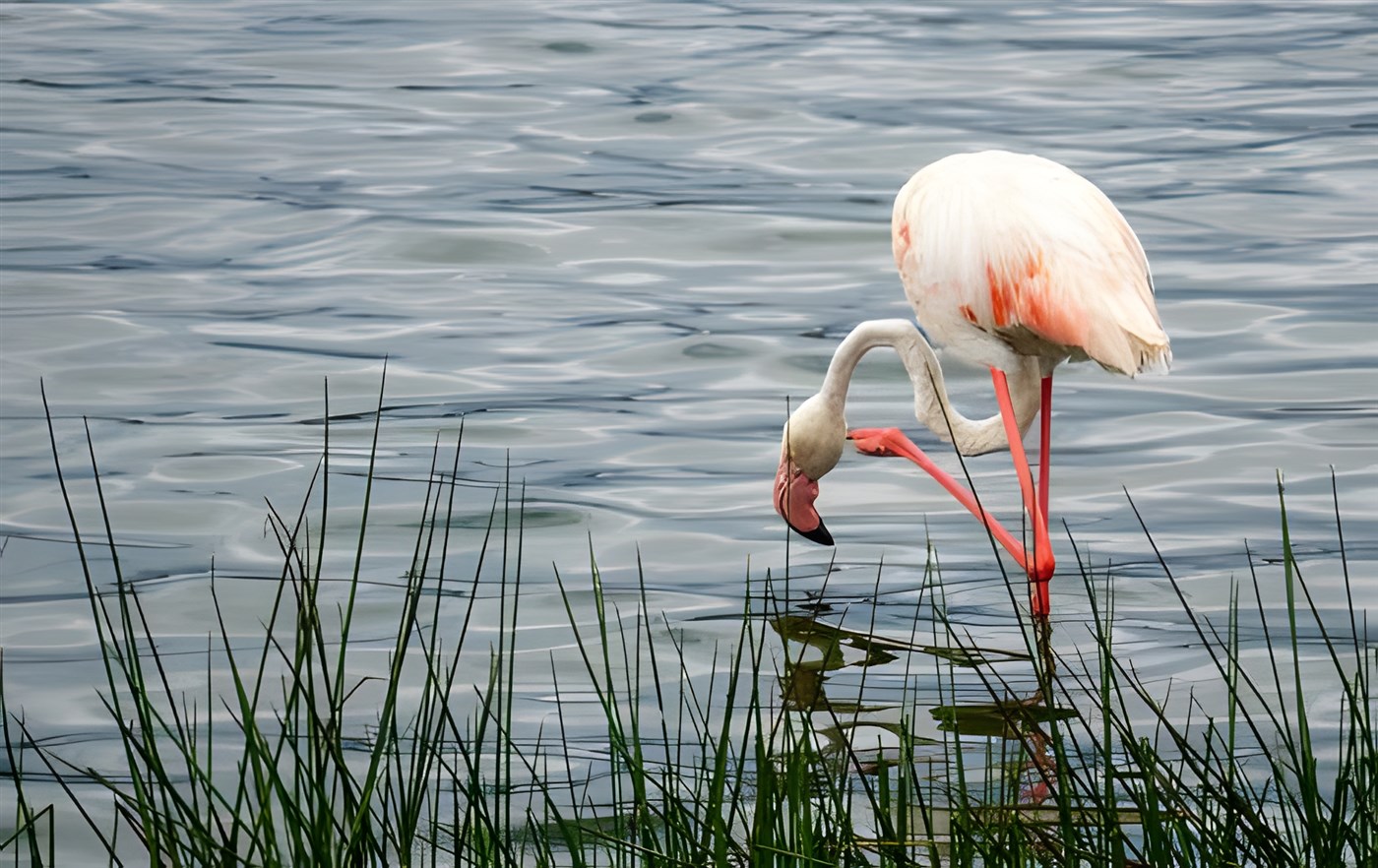 Lake Manyara is home to large flocks of pink flamingos