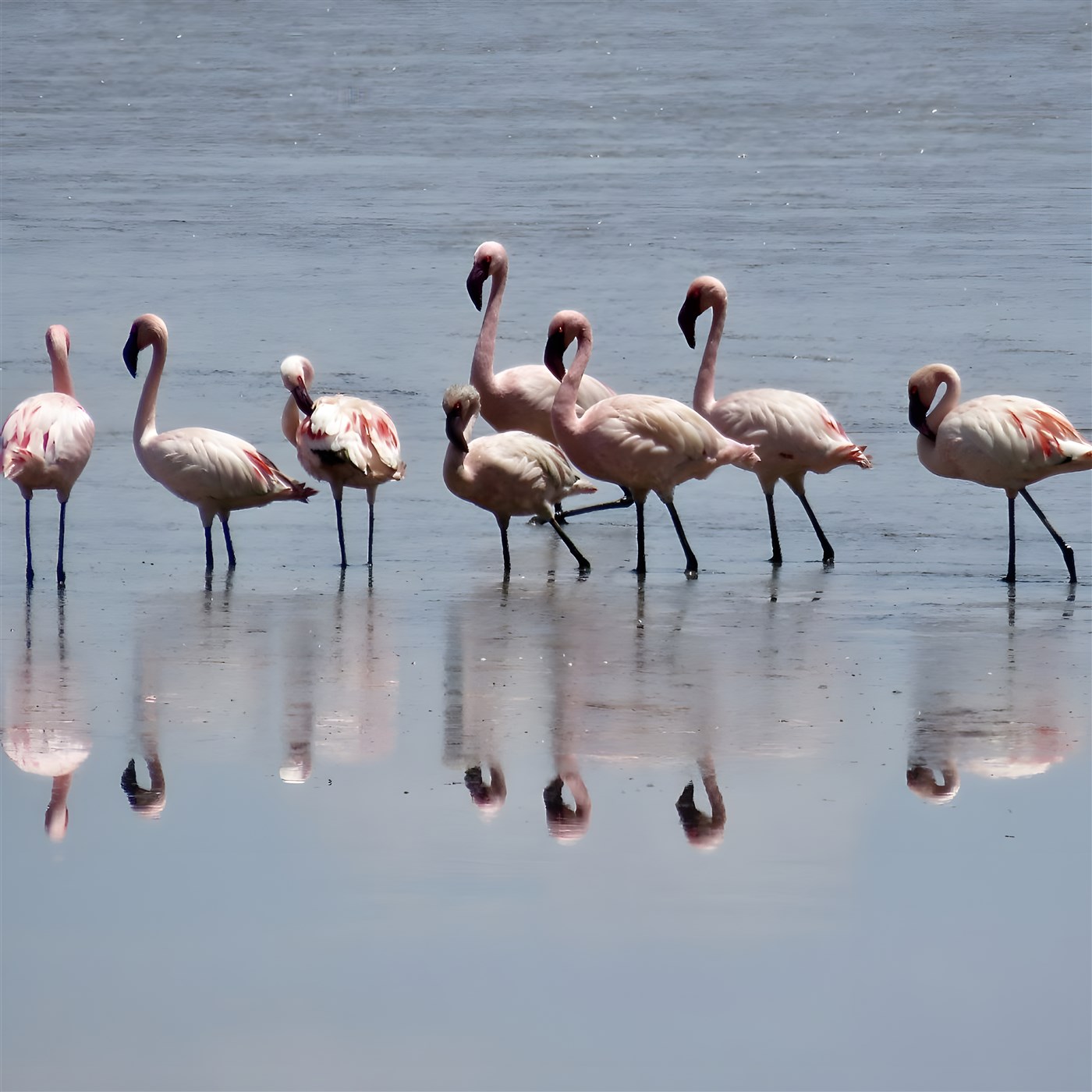 Flamingos on Lake Manyara