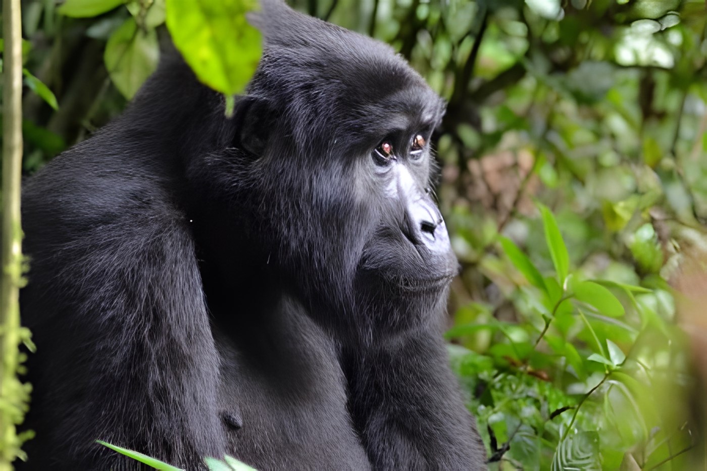 Mountain Gorilla in the Bwindi Forests of Uganda