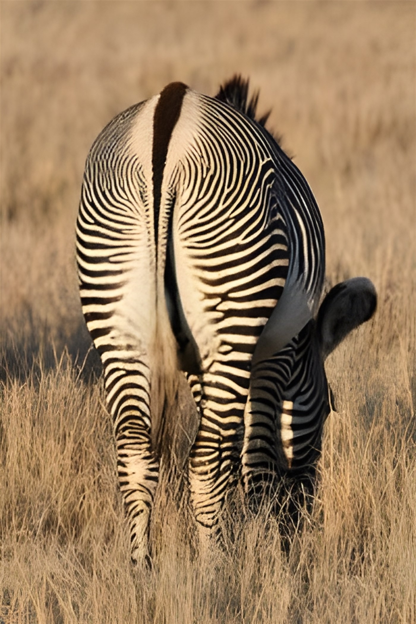 Grevy's Zebra rear view to show black dorsal marking