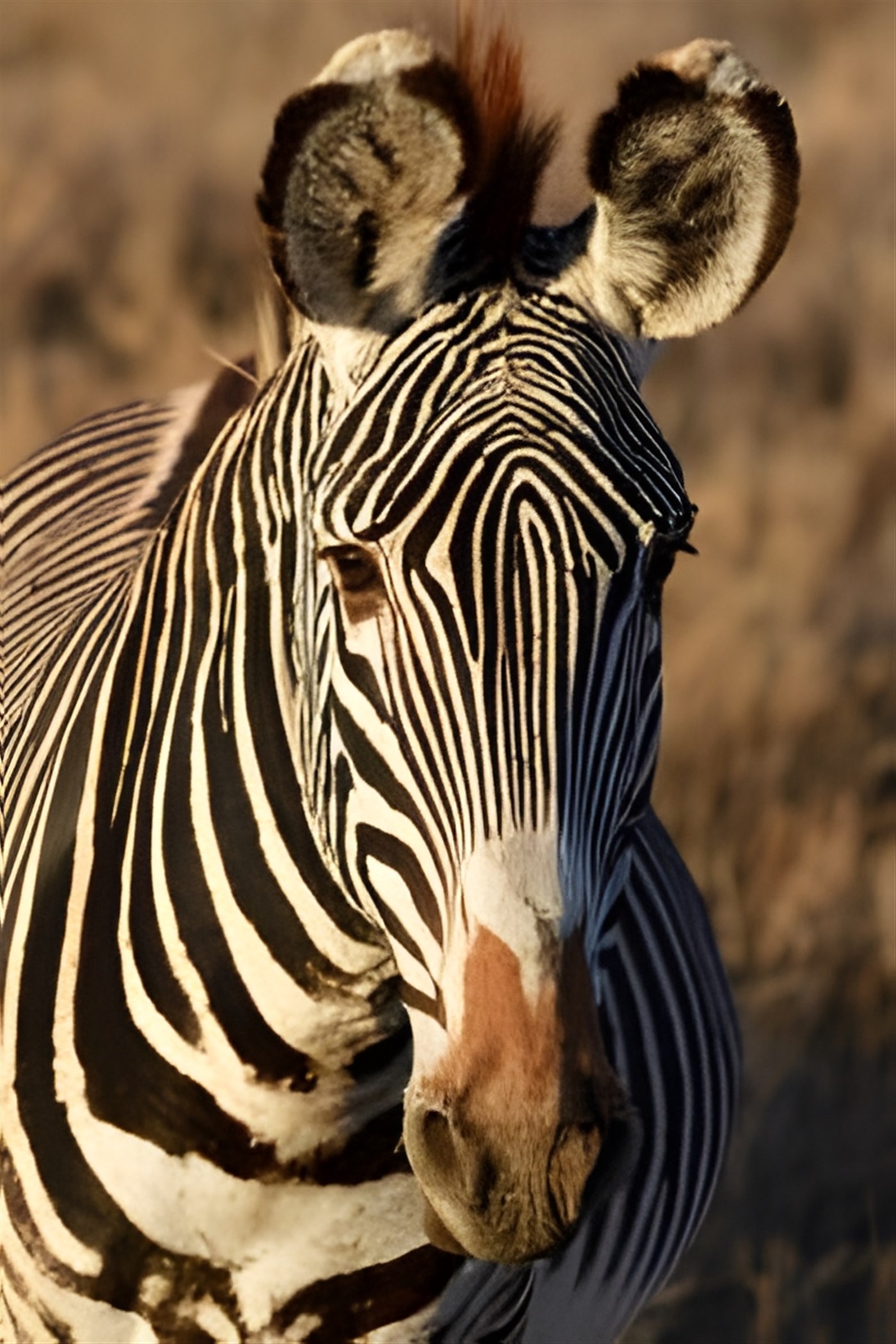 Grevy's Zebra close up of head and face