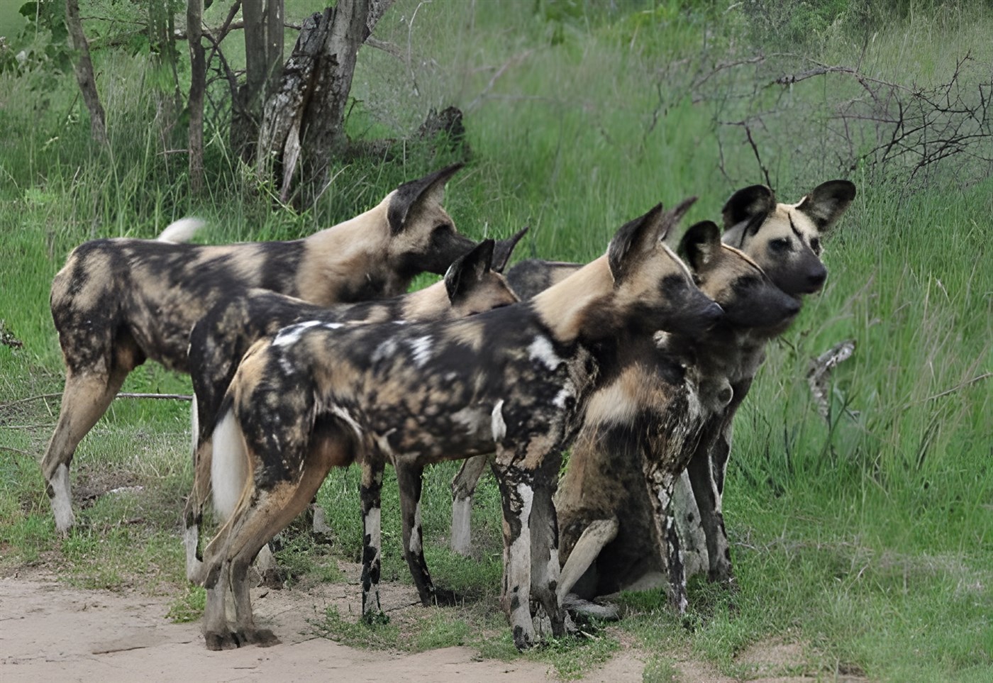 African wild dog pack in the wild