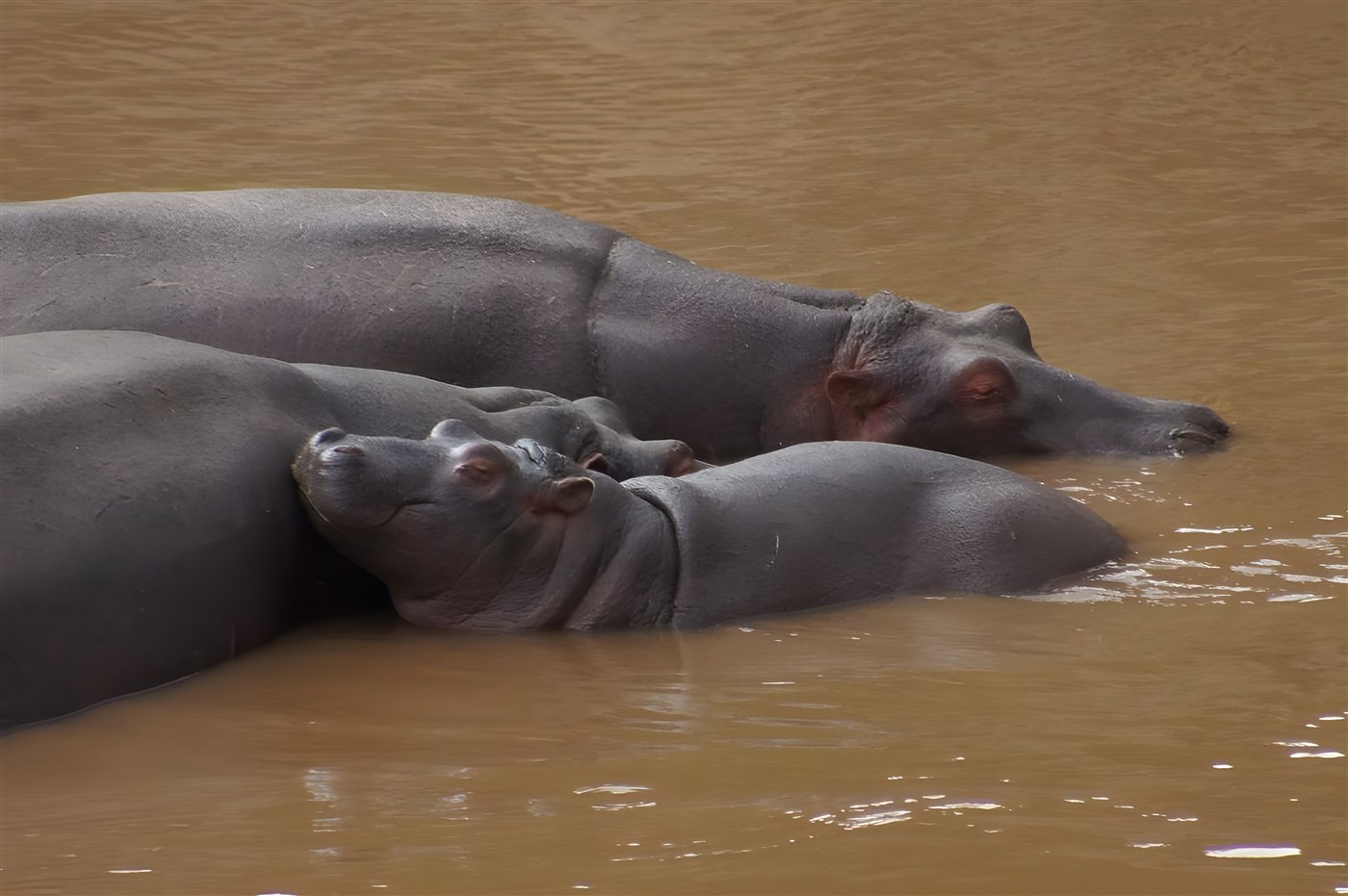 Hippos