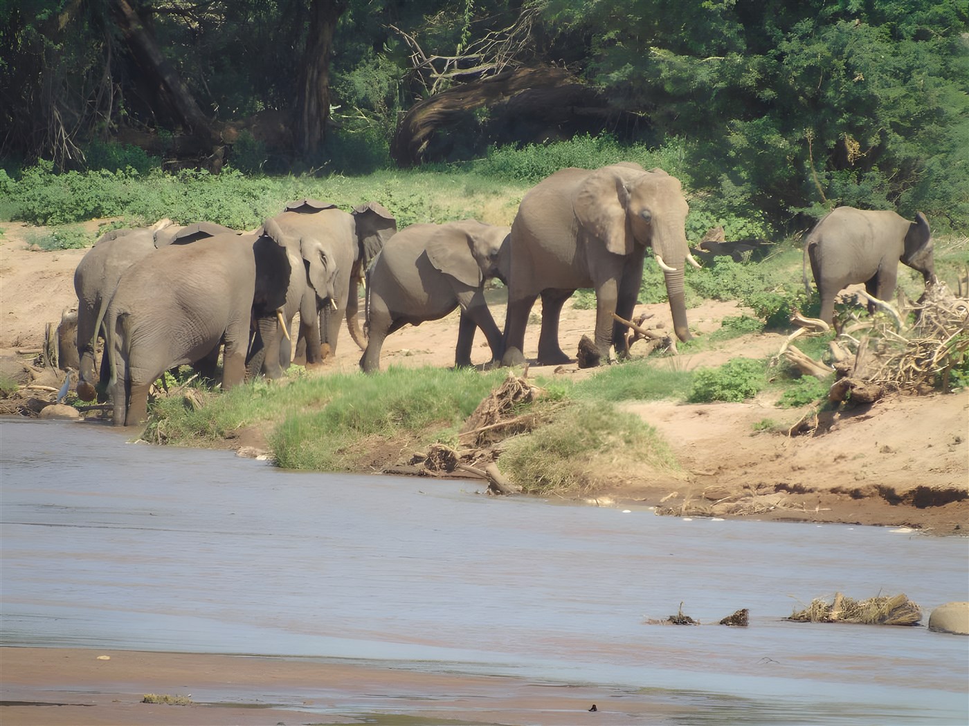 Herd of Elephants on Kenya Safari
