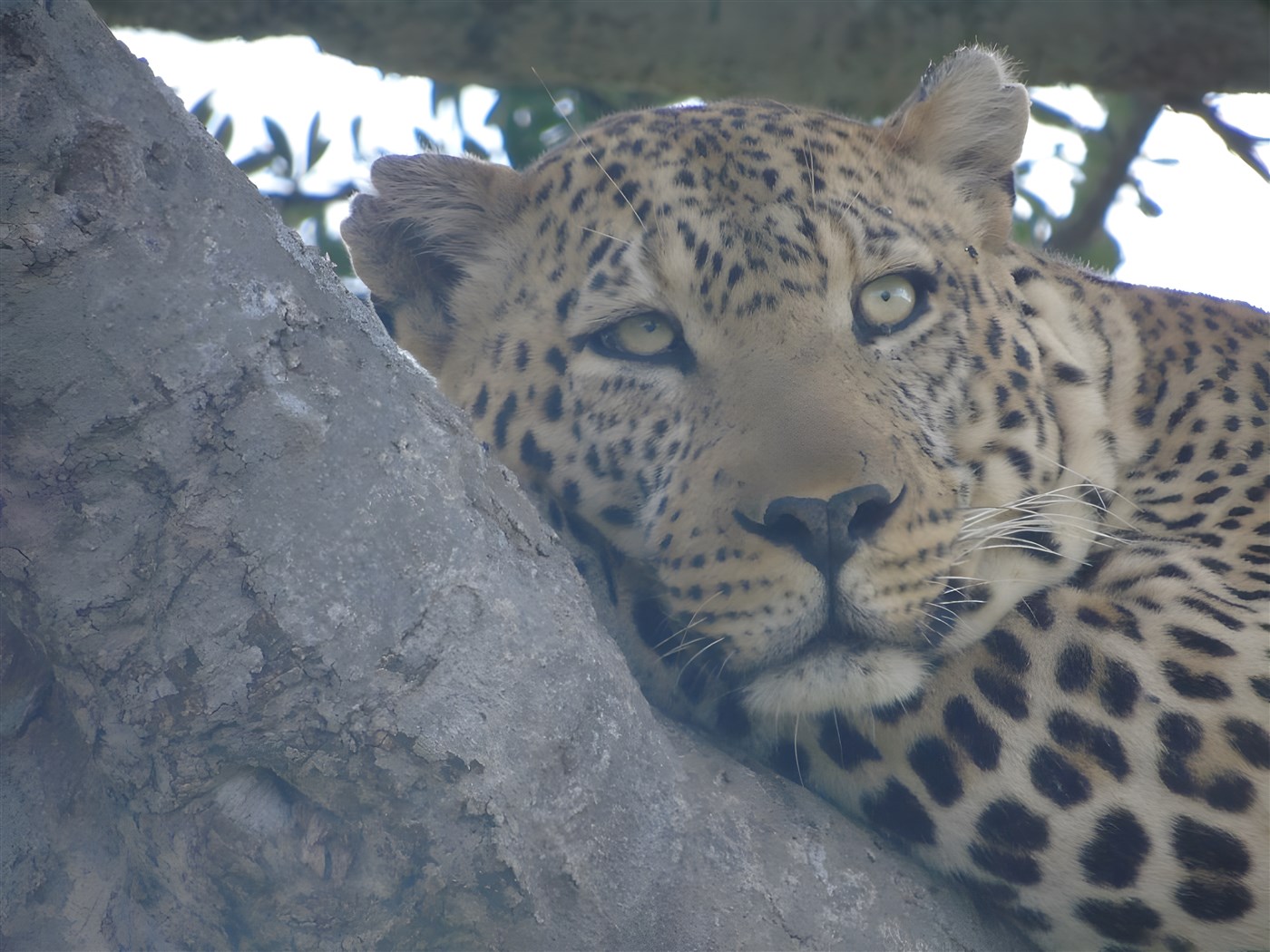 Leopard in a tree in the Masai Mara