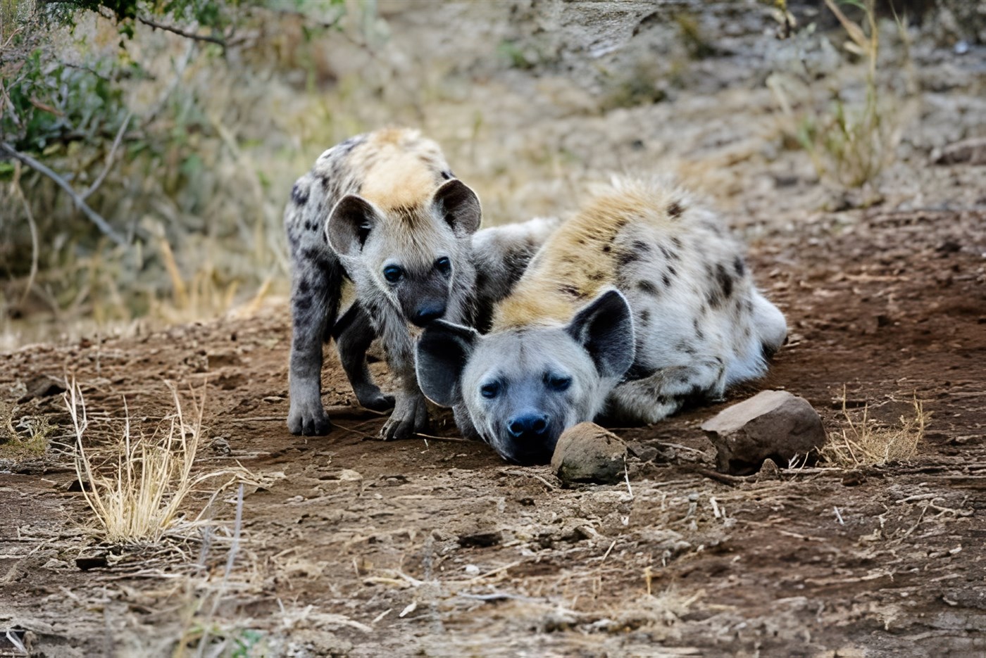 Two hyenas in the Kruger National Park on dry soil with scrubs of grass and bush in the background.