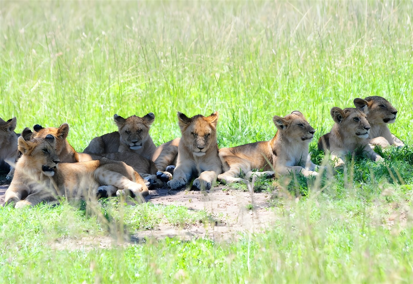 Lion cubs on a Kenya Safari