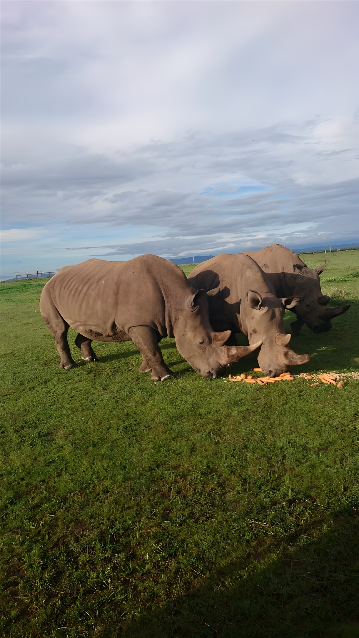 Three rhinos in Kenya