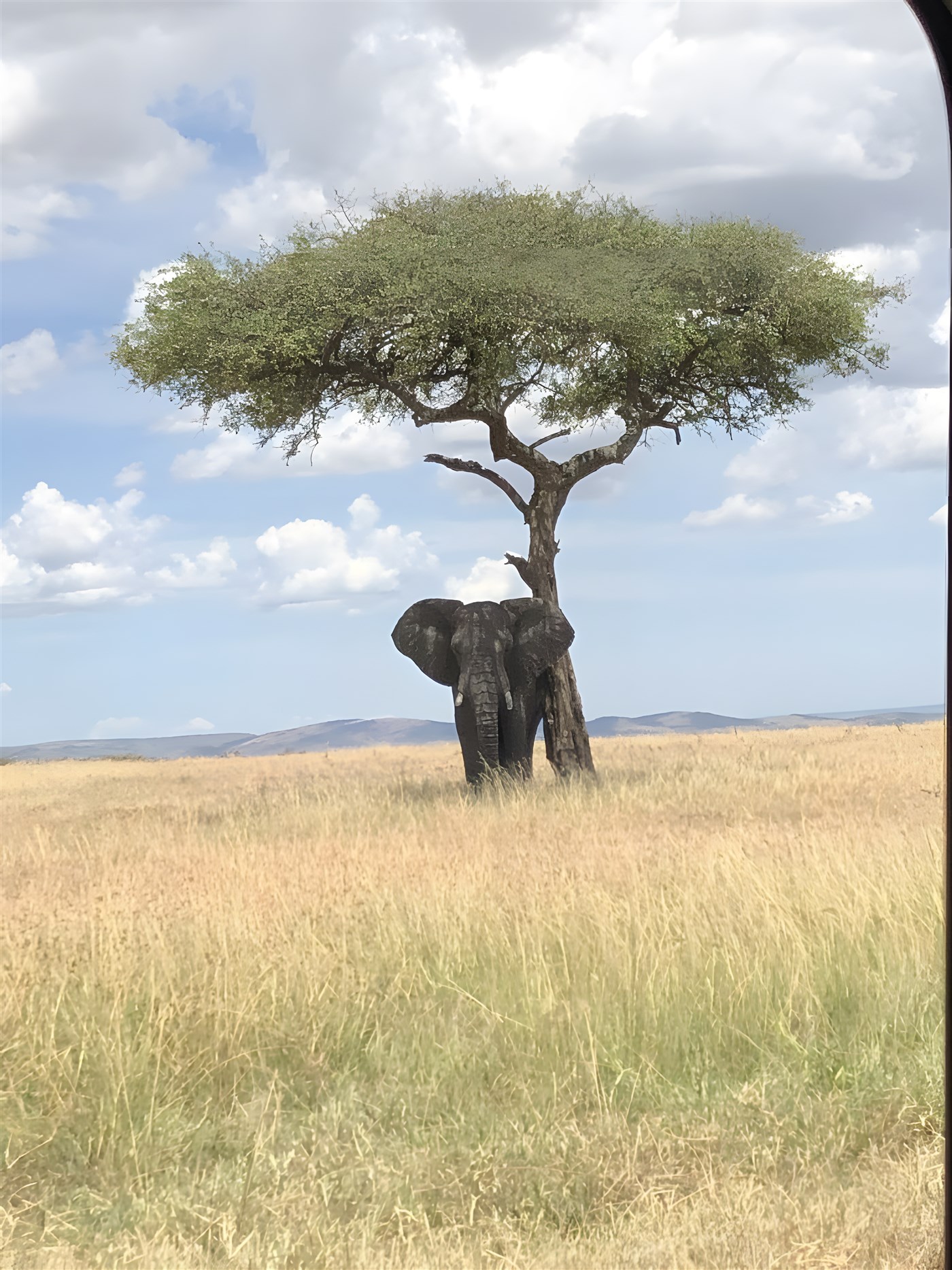 Elephant under a tree