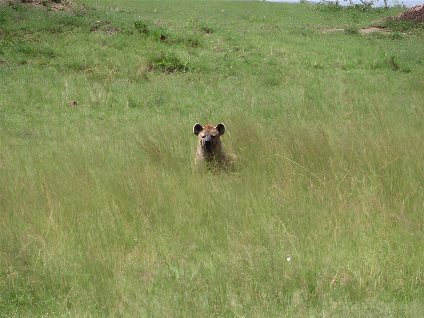 Hyena in Kenya