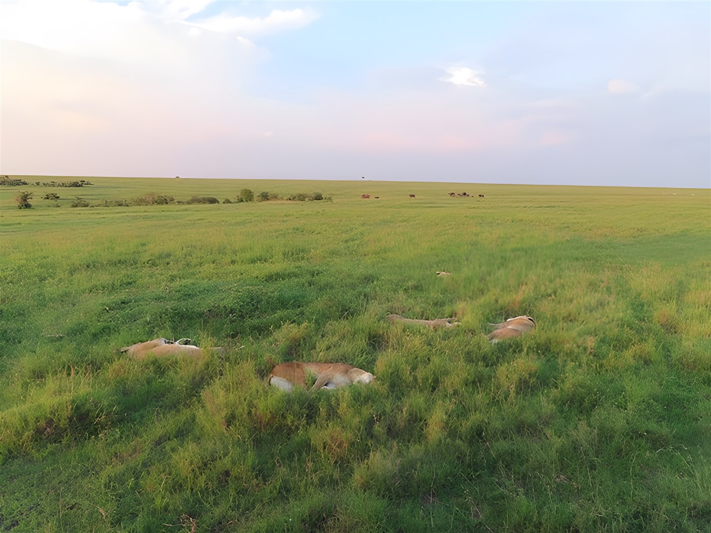 Sleeping lions in Kenya