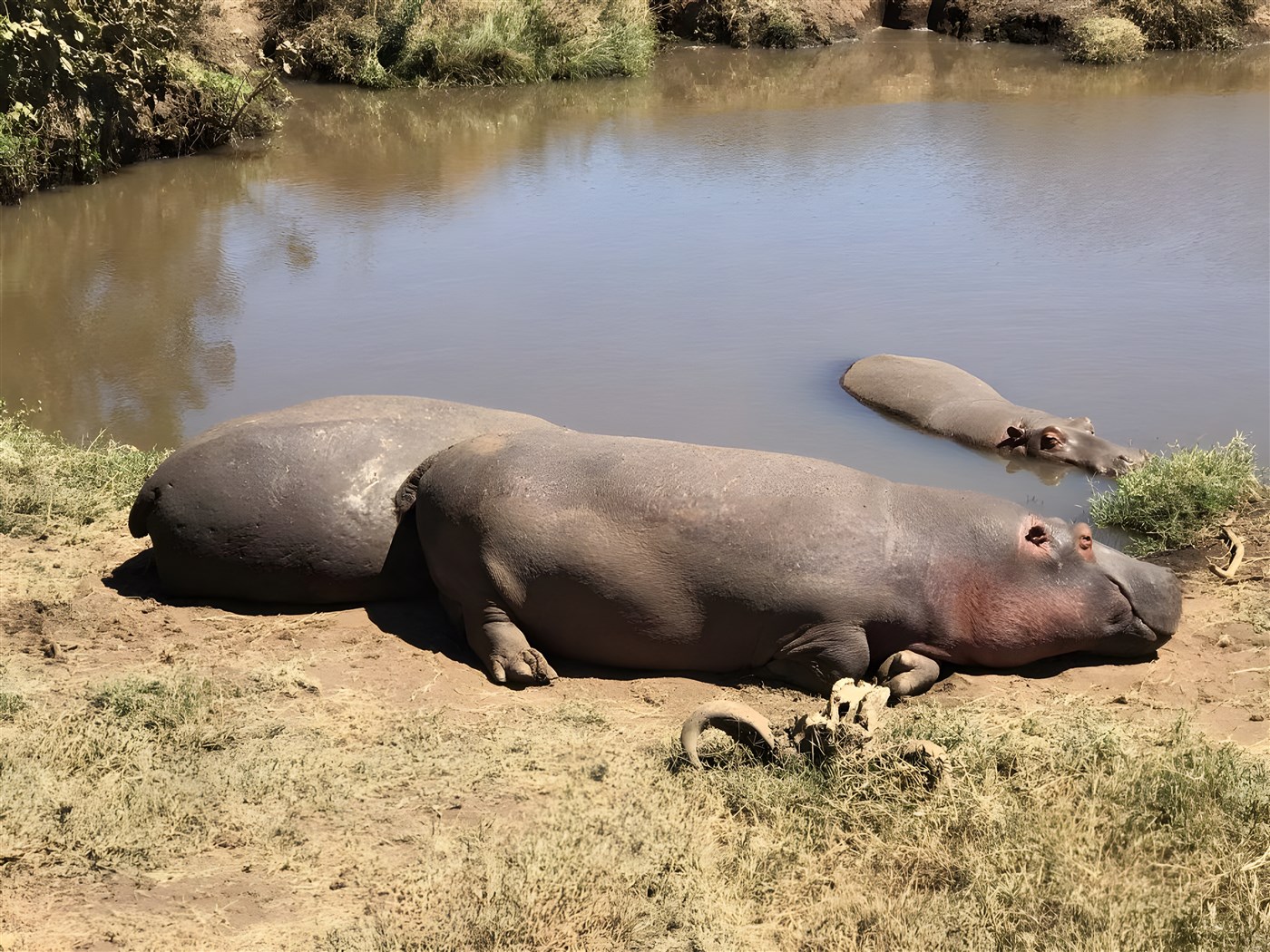 Hippos in Tanzania