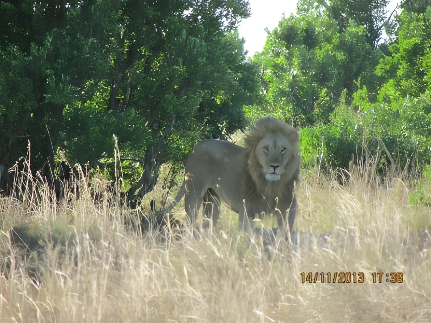 Lion on safari in Kenya