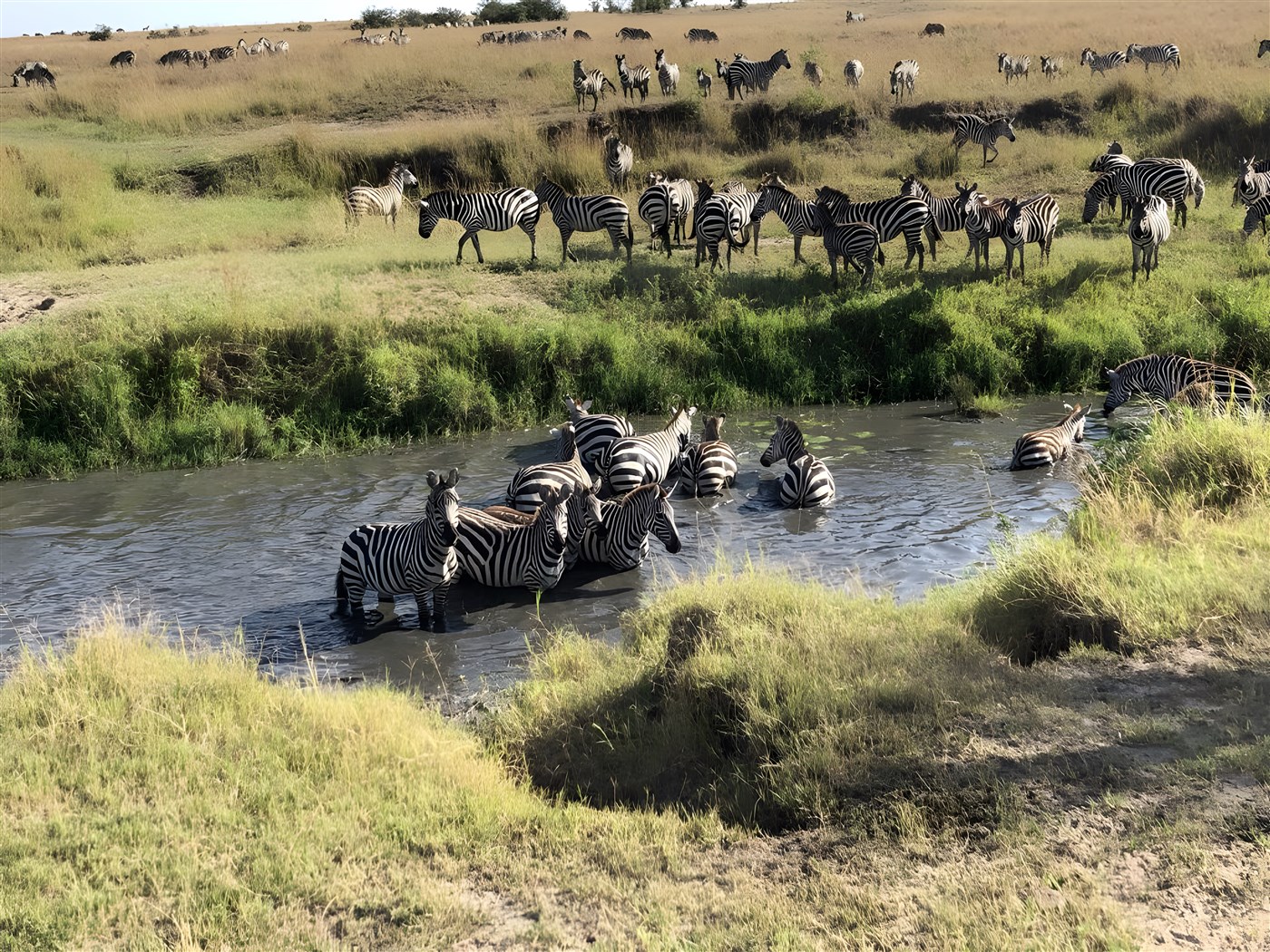 A herd of zebras