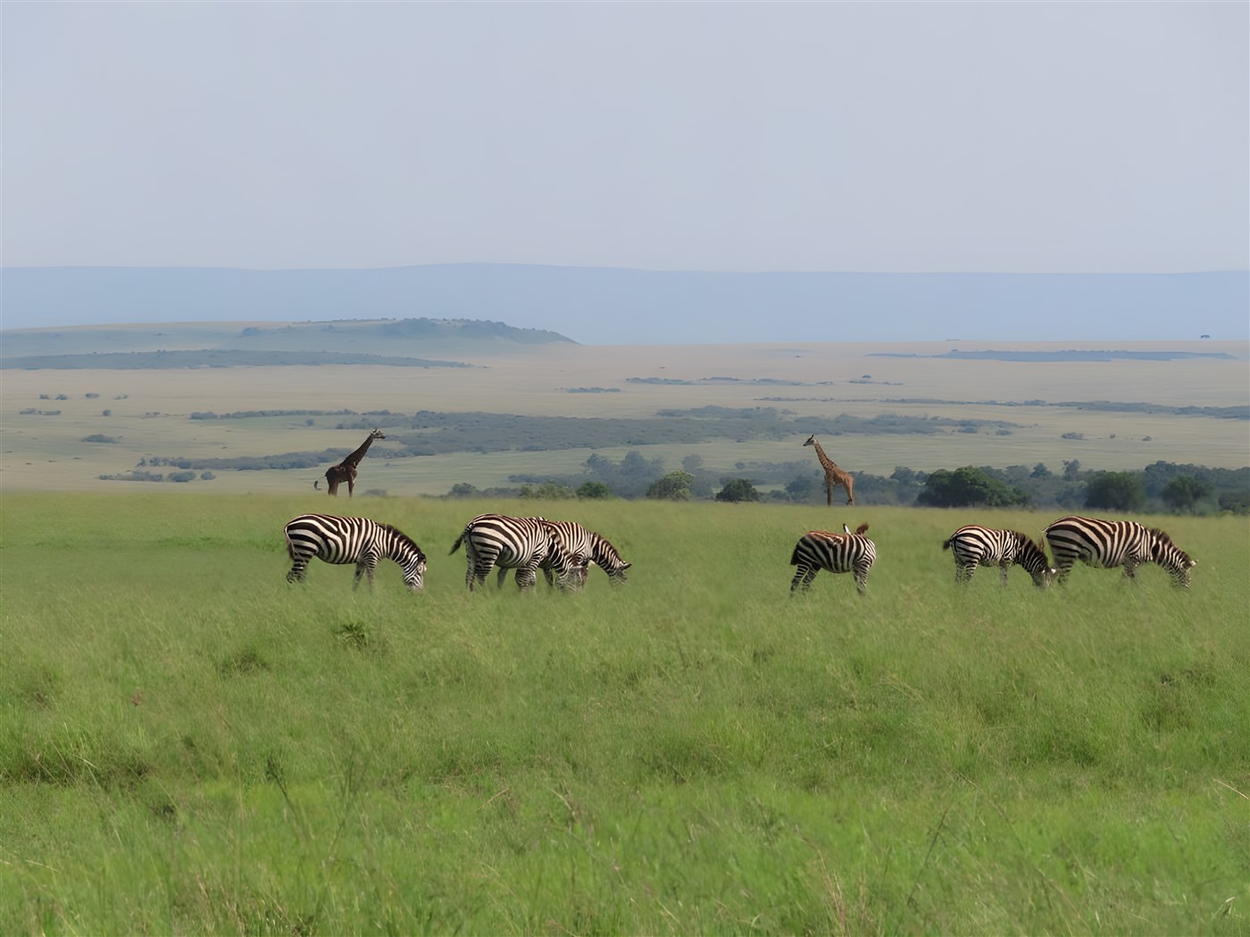 Kenya safari