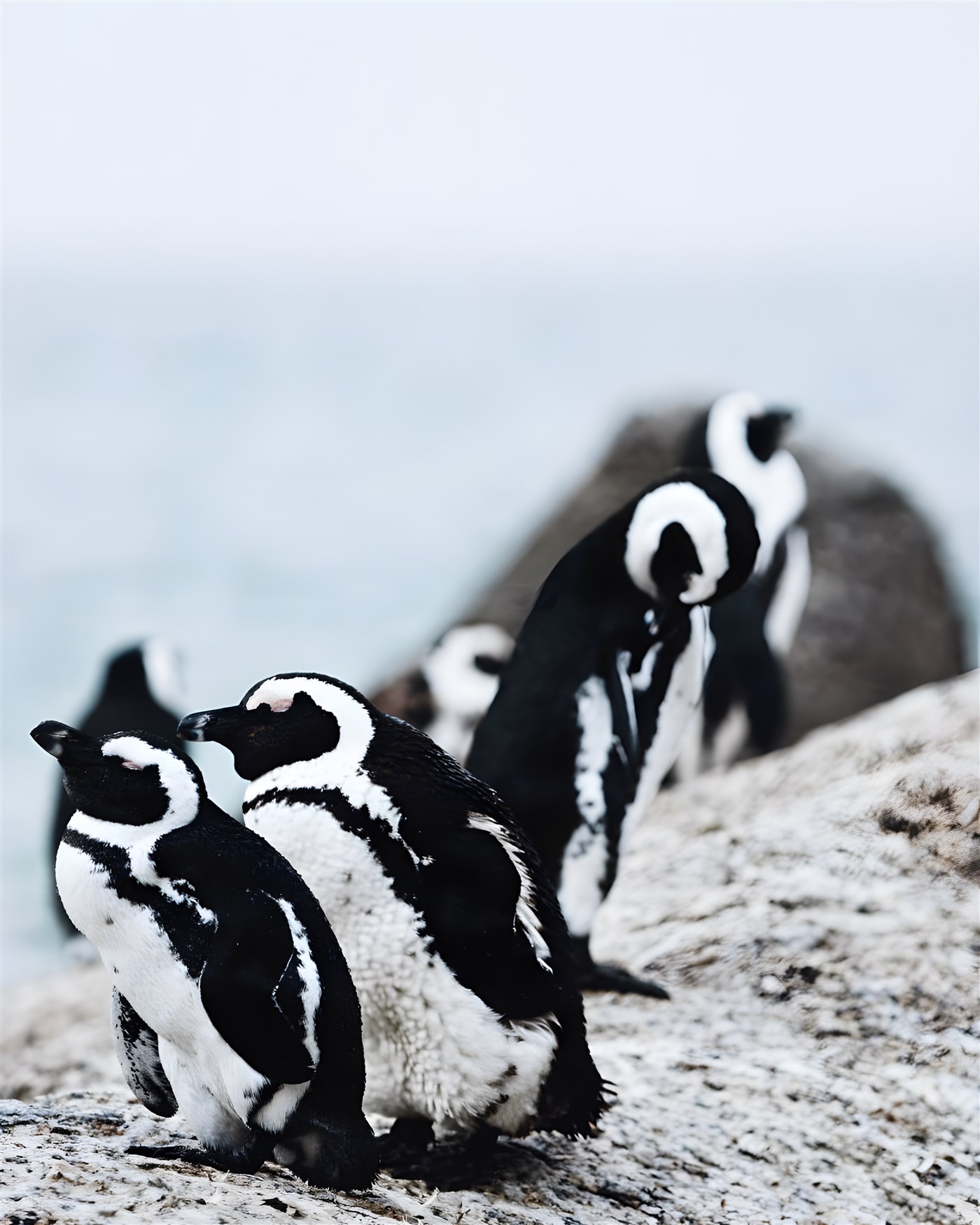 Penguins in Cape Town
