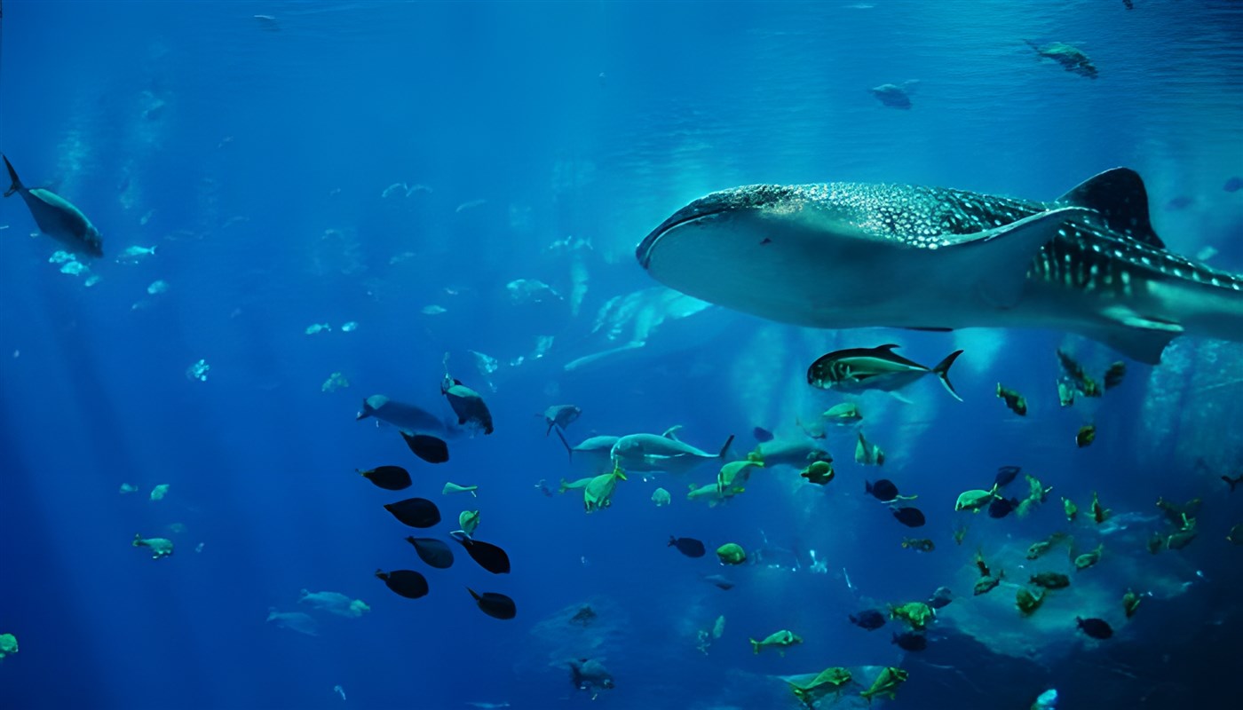 Whale sharks 