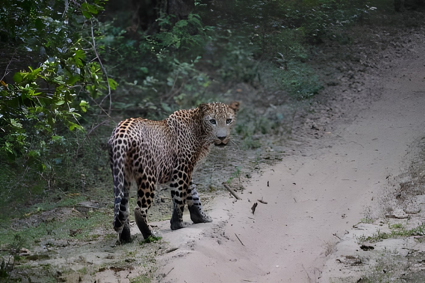 Sri Lankan Leopard looking back as it walks along a path in the jungle