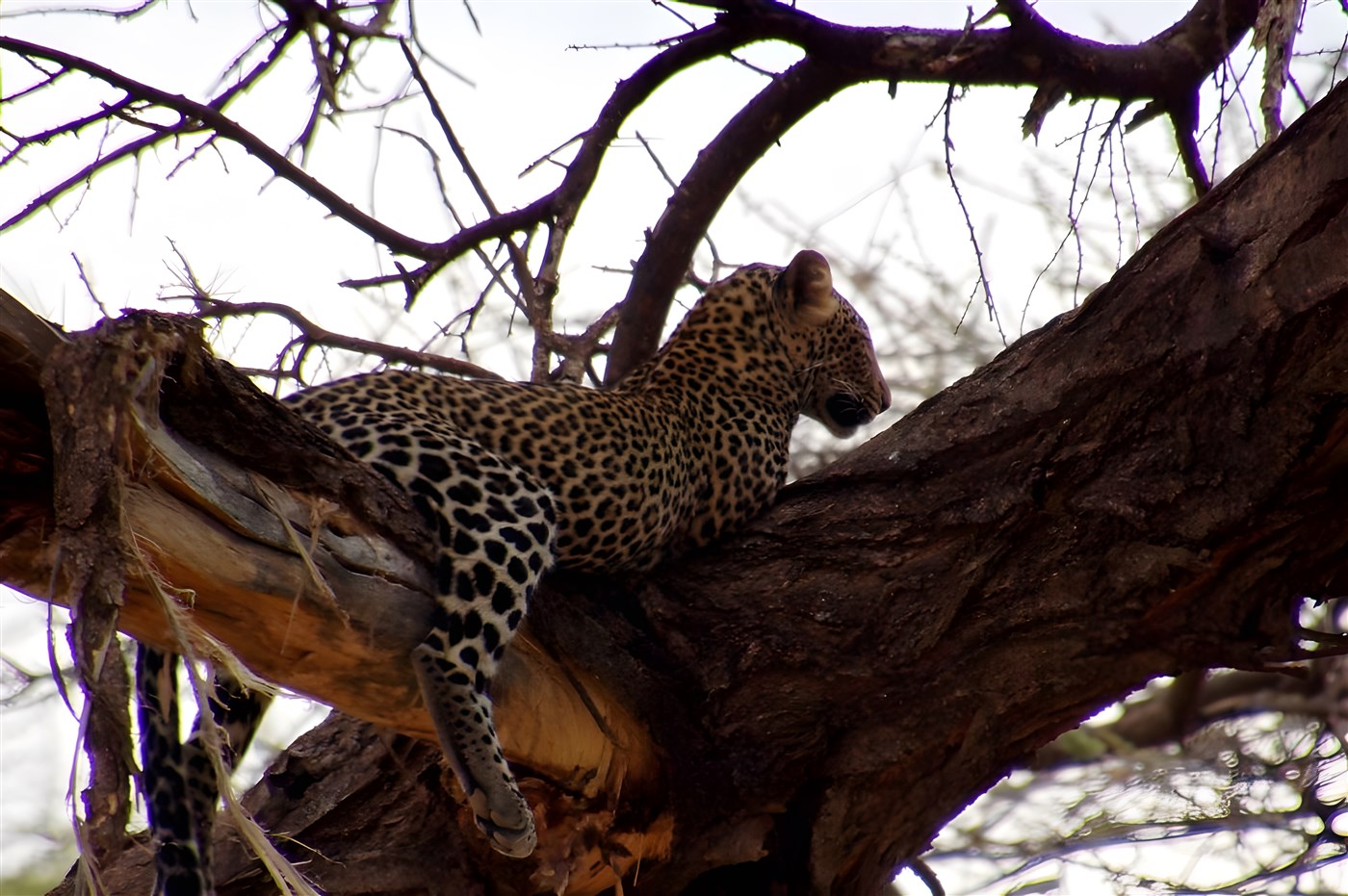 Leopard in a tree