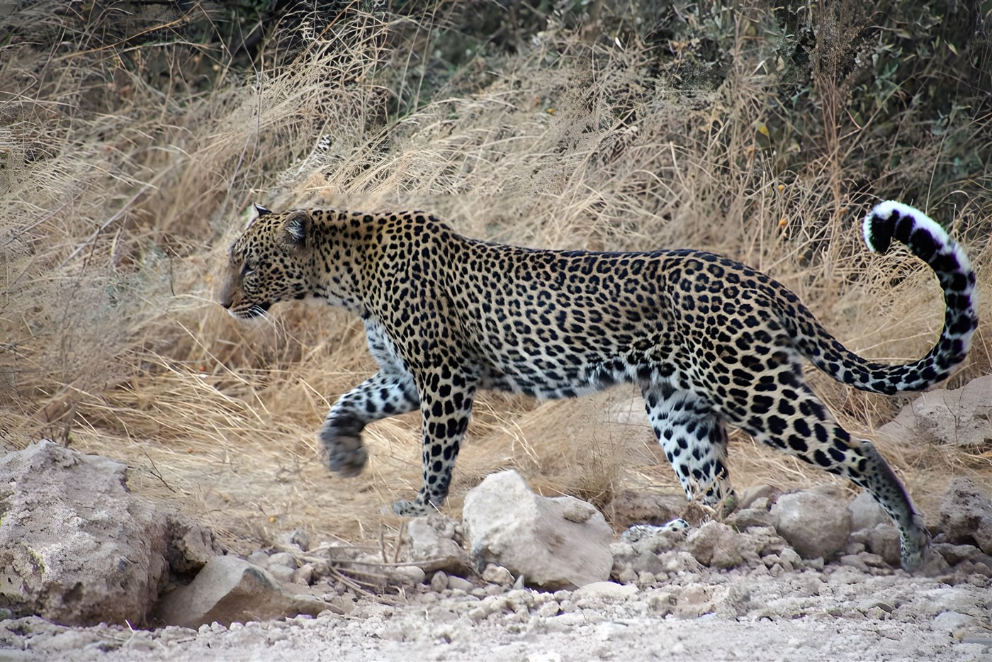 Leopard