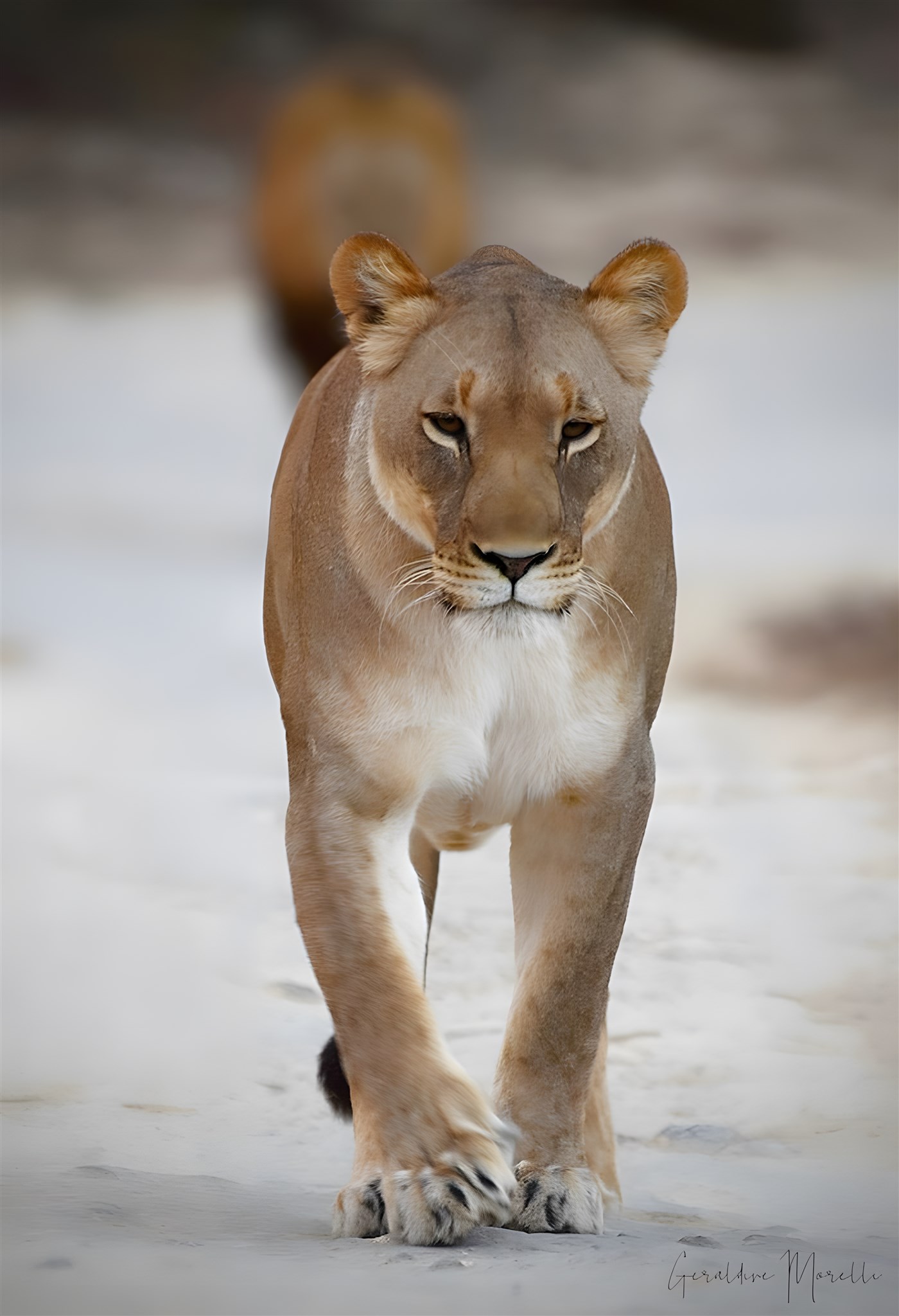 Lioness at Amakhala