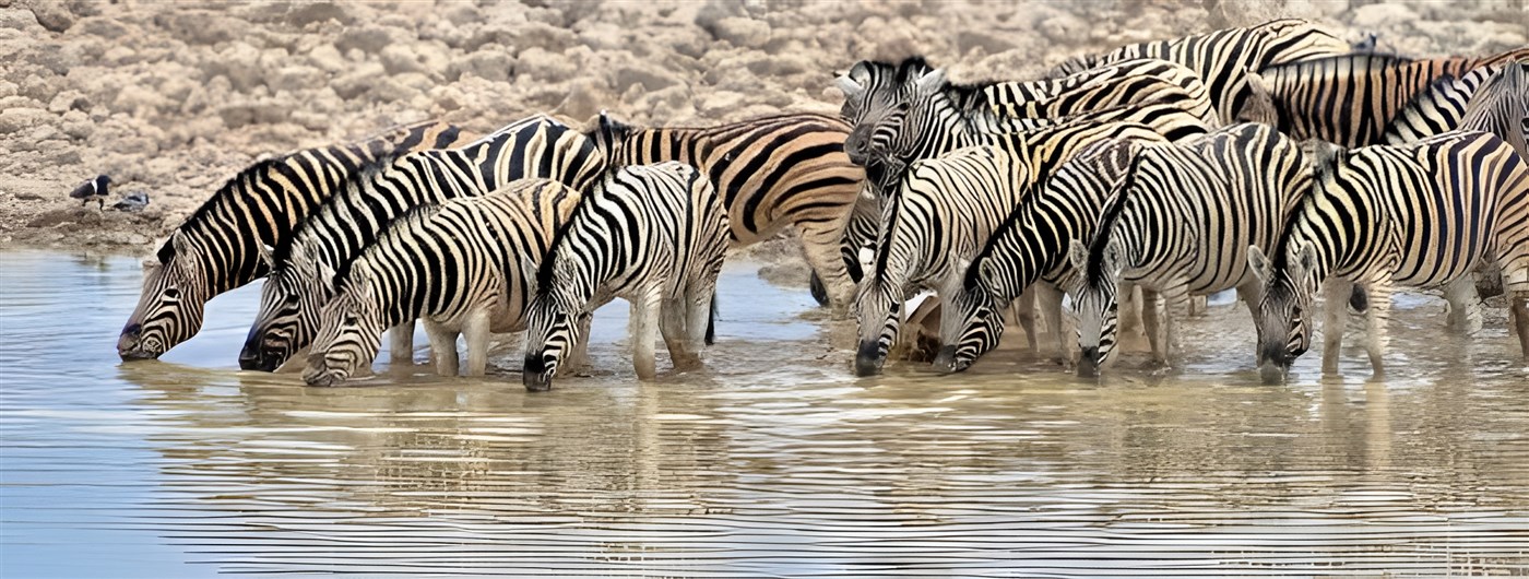 Zebras in Namibia drinking at a waterhole