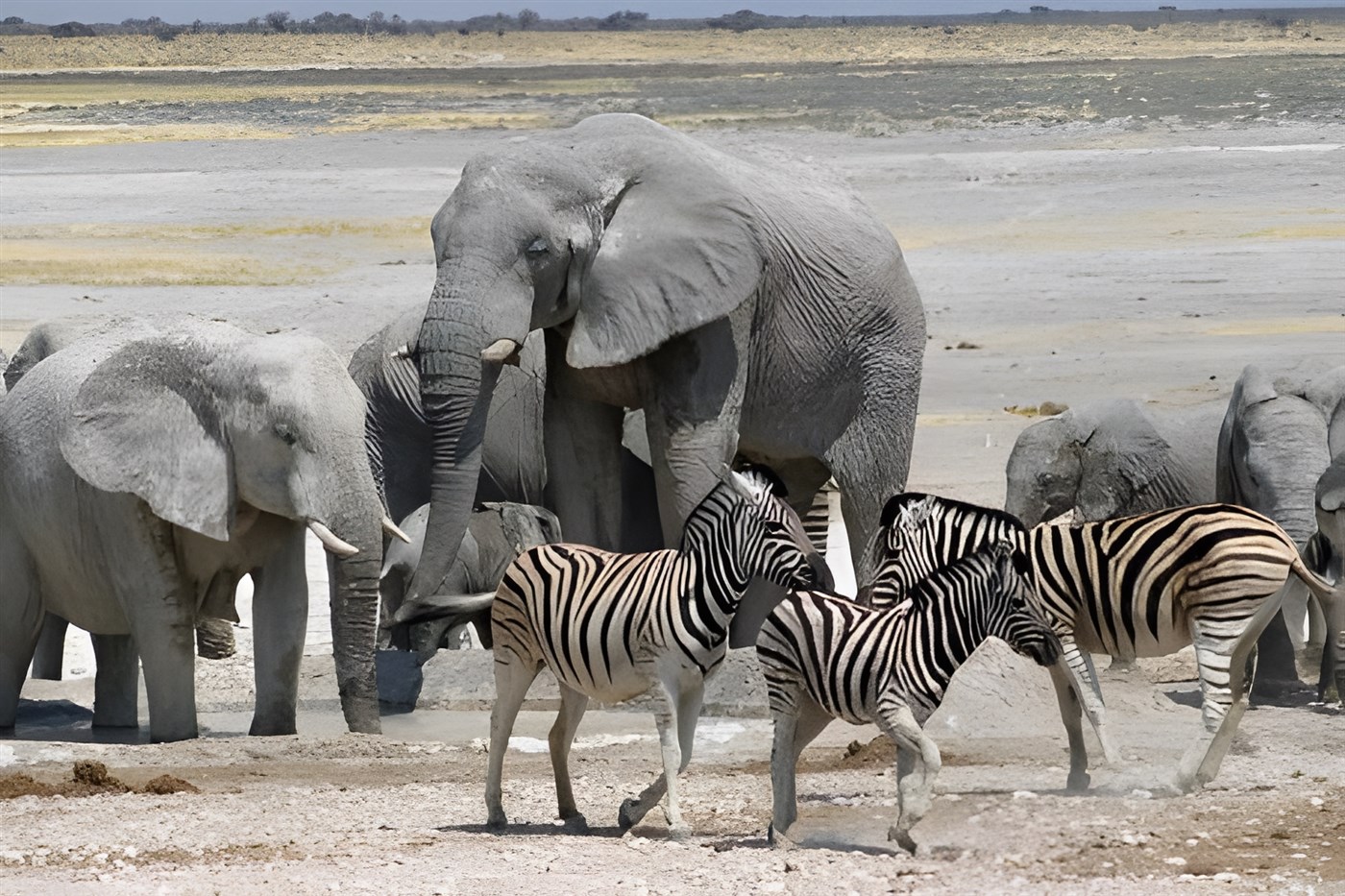Zebra in the foreground, Elephants in the background