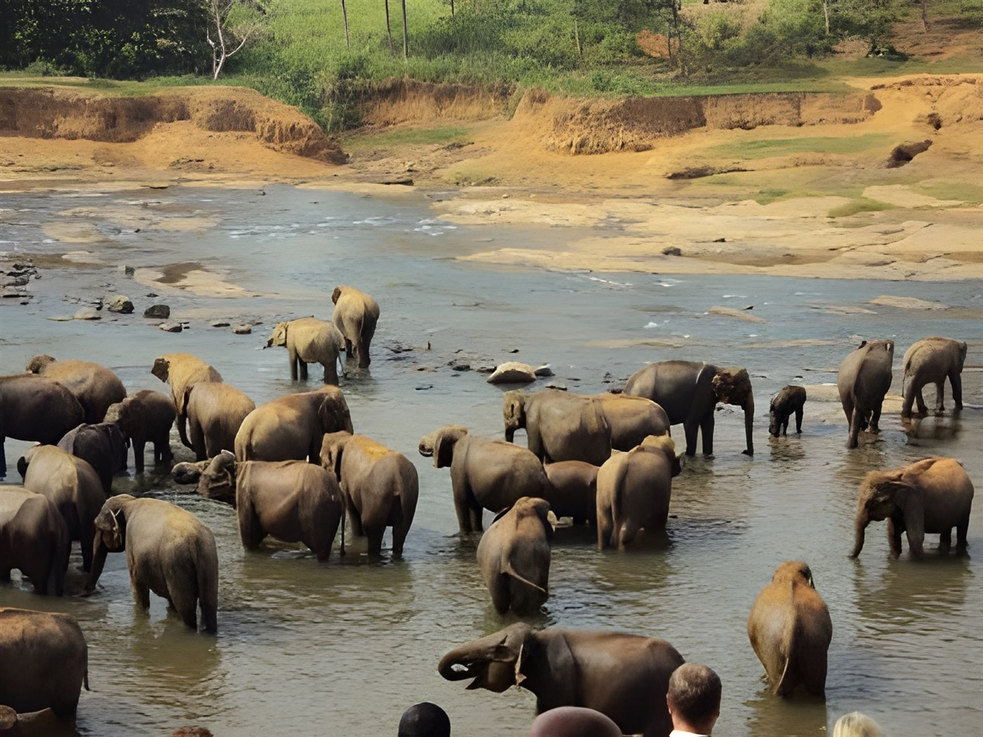 a gatherinig of elephants in Sri lanka