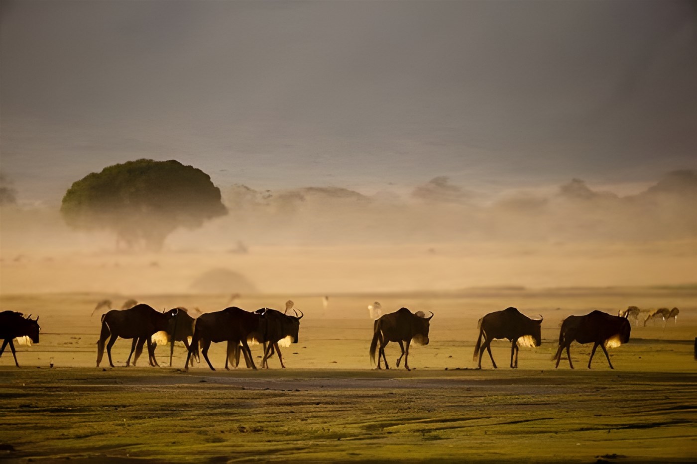 Wildebeest in Ngorongoro, Tanzania