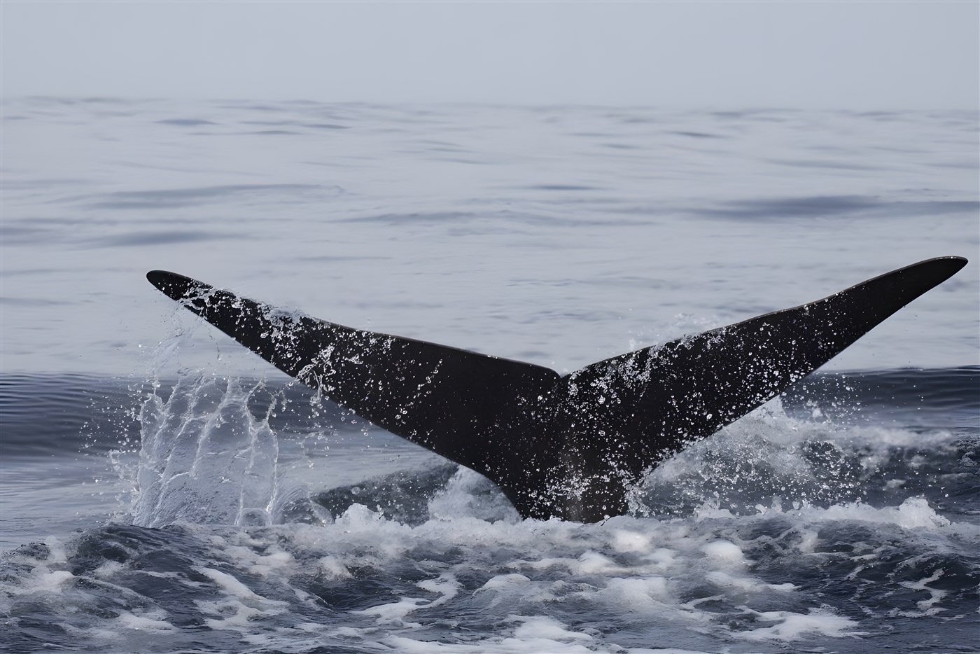 Whale watching, South Africa