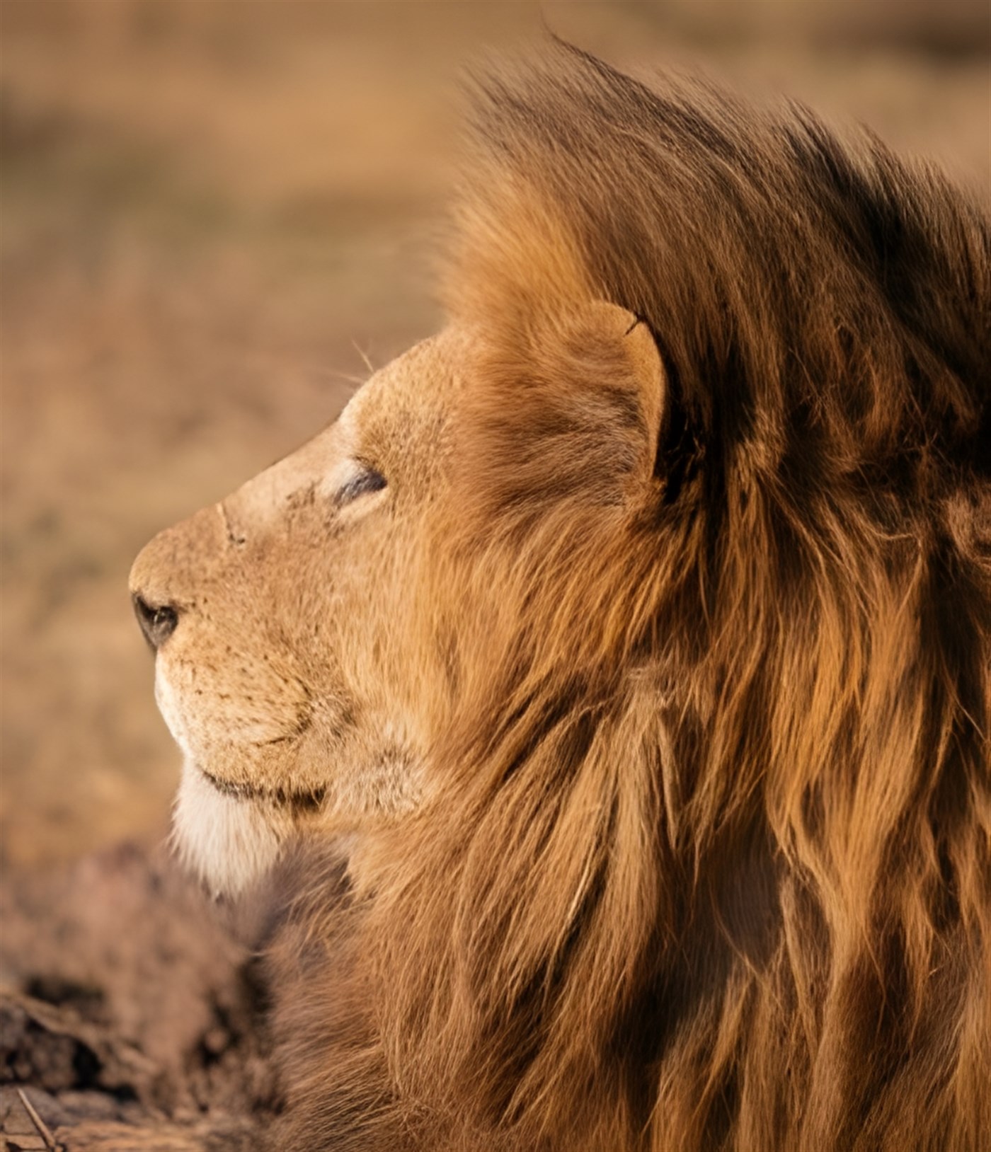 Side view of a majestic lion photographed in Tanzania