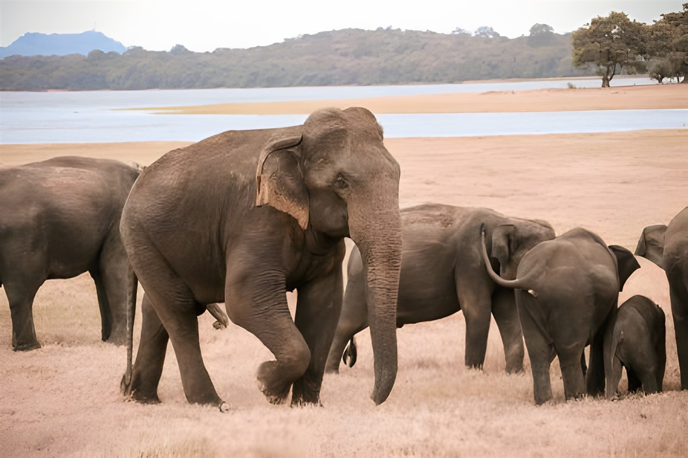 Sri Lanka Elephants in a reserve where work is being done to help reestablish the elephant corridors