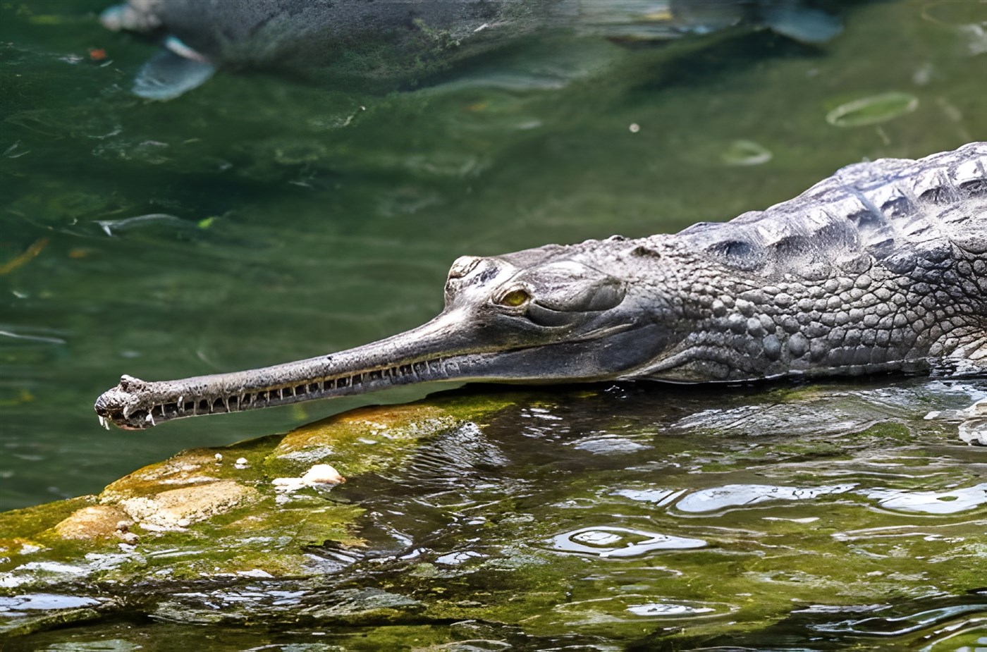 Gharial in a river sunning itself on a rock