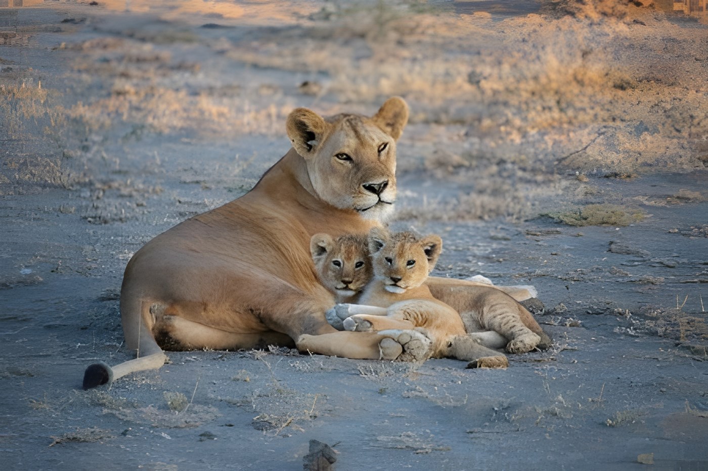Photo of a lioness with her cubs as a family for this blog which describes family travel including safari travel