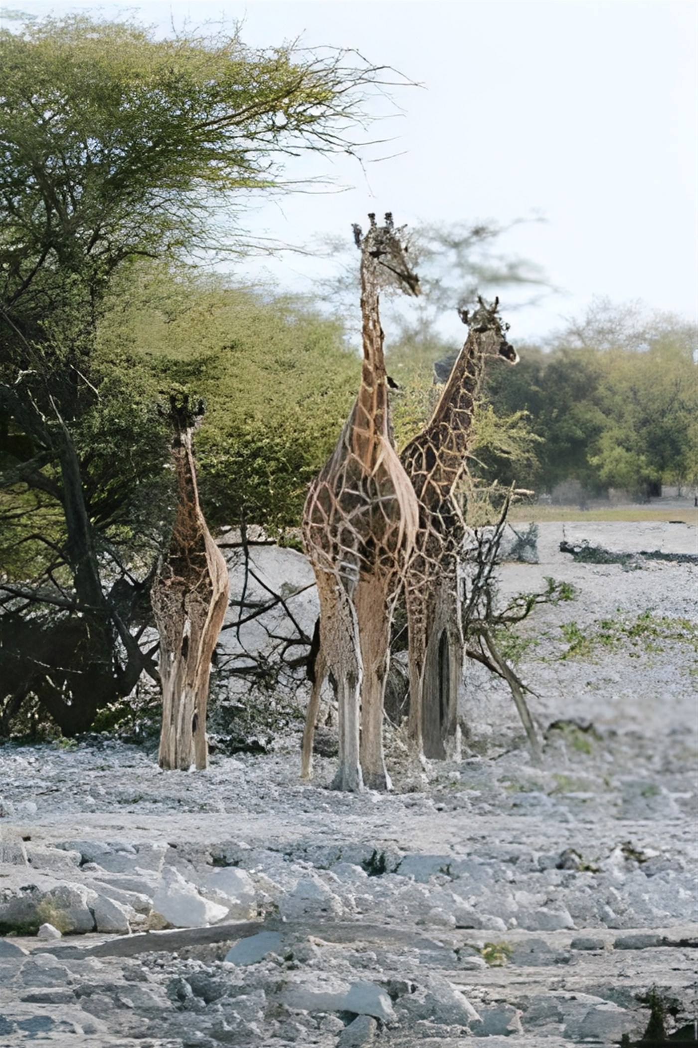 Small family group of young giraffes in the African wilderness used in a blog about family travel which includes safaris and multi-generational trips