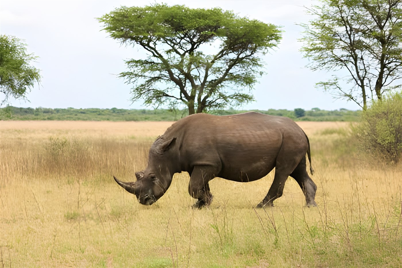 African Black Rhino in the wild