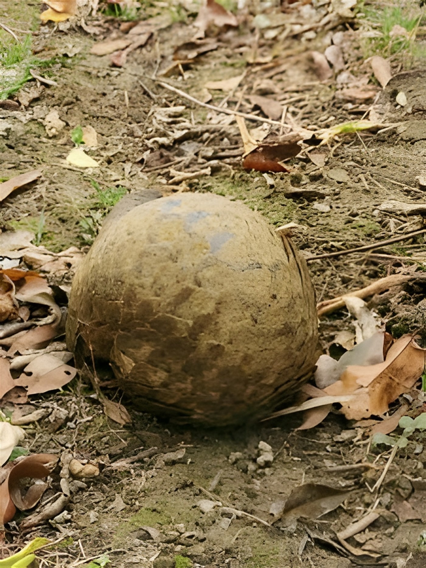 Pangolin rolled up into a ball making it easy for hunters to pick it up 