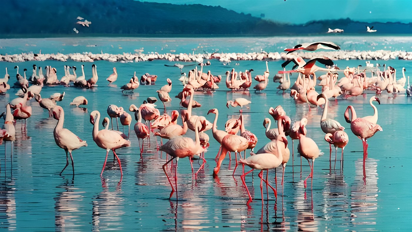Flamingo at Lake Nakuru, Kenya