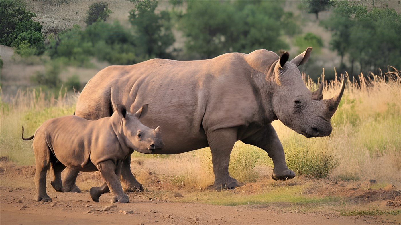 A mother and calf rhino in the wild as an example of the animals helped by responsible travel