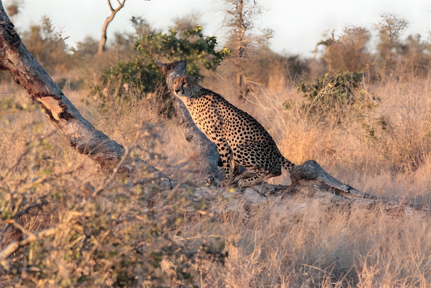Lone Cheetah in South Africa