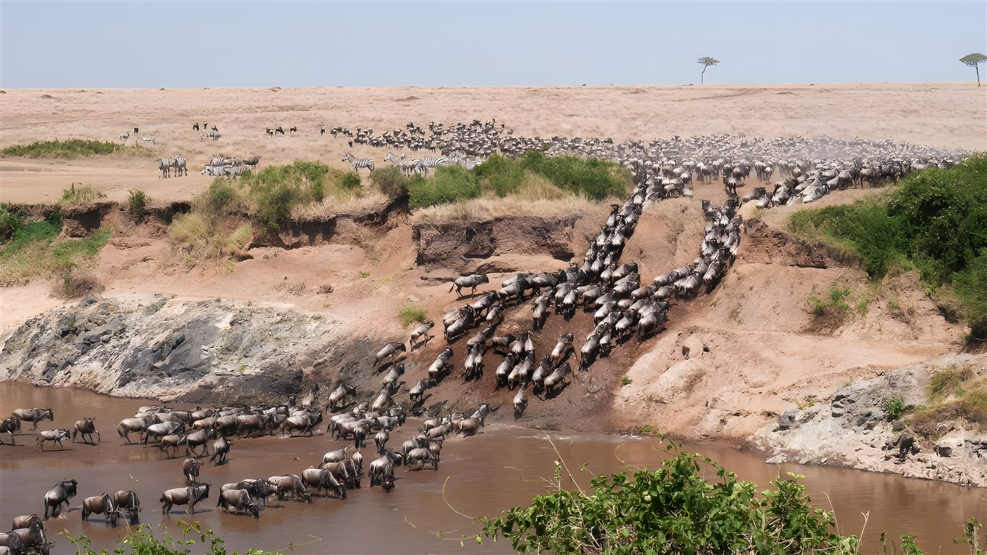 Wildebeest river crossing