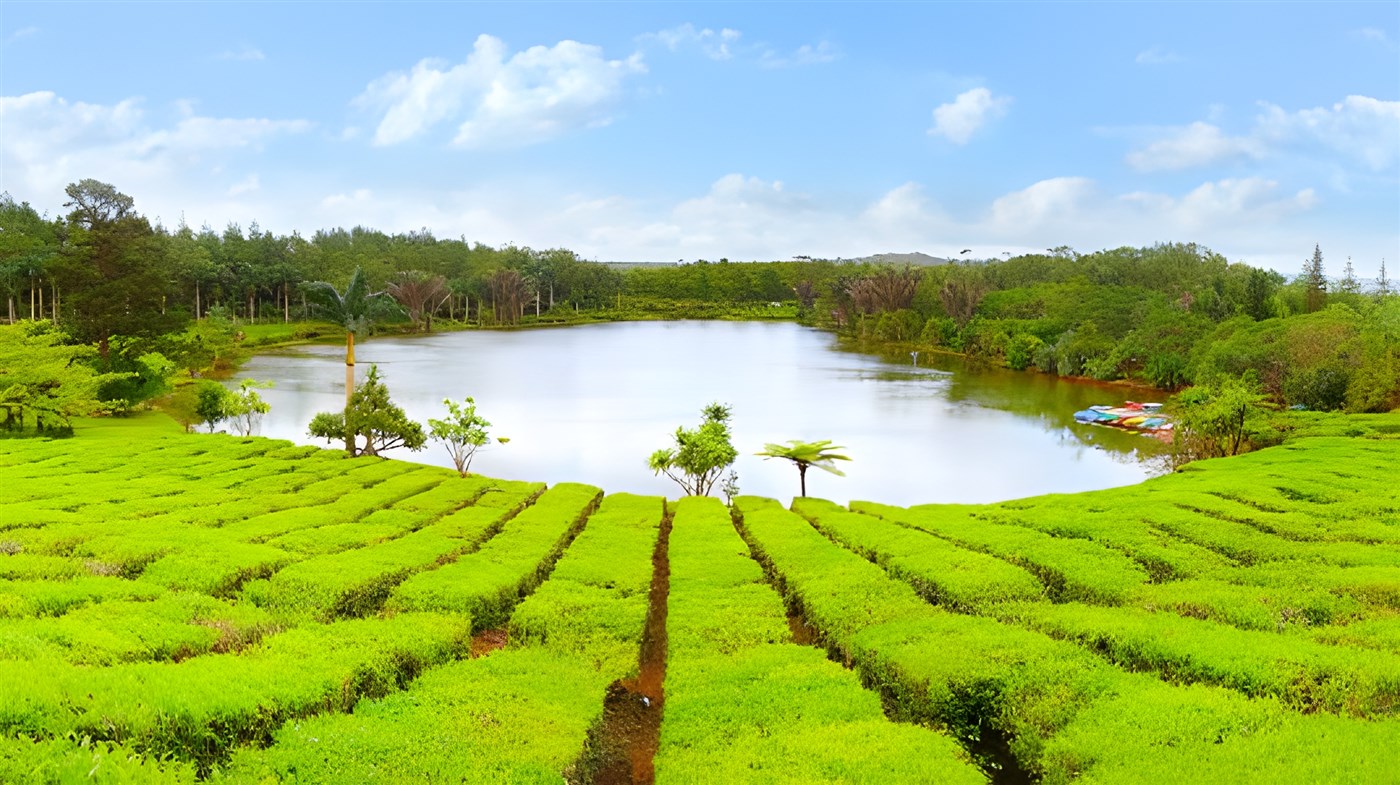 Bois Cheri Tea Plantation