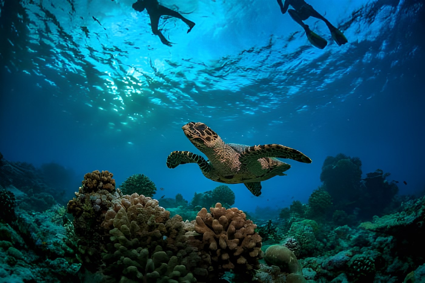 Underwater image of a coral reef with divers at the surface and a turtle swimming over the top of the coral. Used in a blog article about how responsible travel can help assist the environment