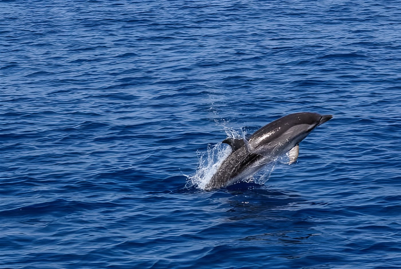 dolphin